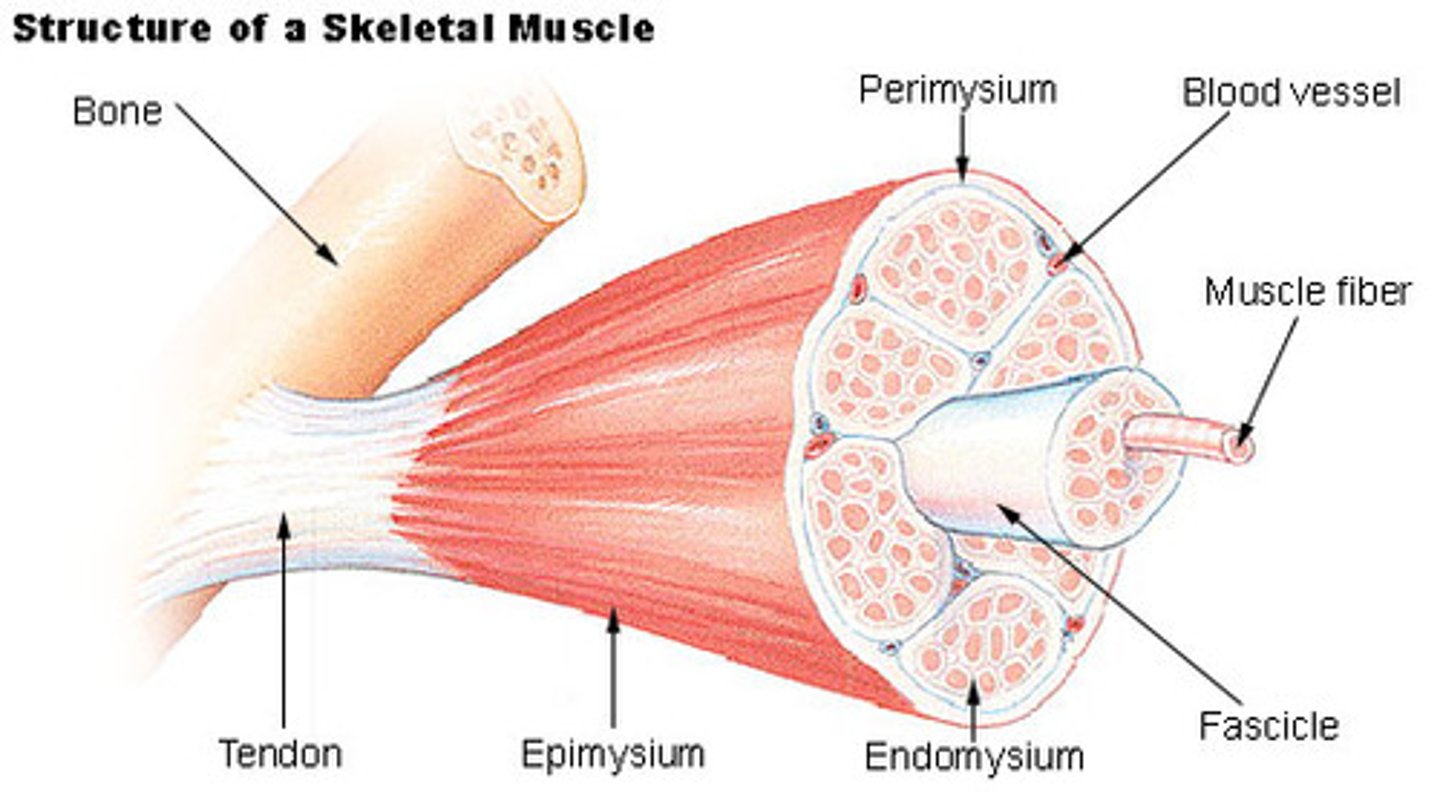 <p>A single skeletal muscle cell.</p>