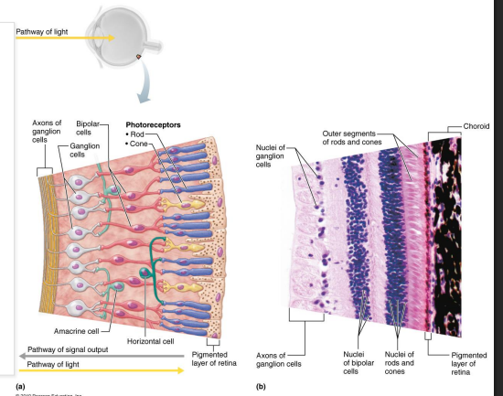 <ul><li><p>Two types of photoreceptors sense light:</p><ul><li><p>rods → dim light vision</p></li><li><p>cones → high light and color vision </p></li></ul></li><li><p>Bipolar cells </p></li><li><p>Ganglion cells → axons leave the retina in the optic nerve</p></li></ul><p></p>