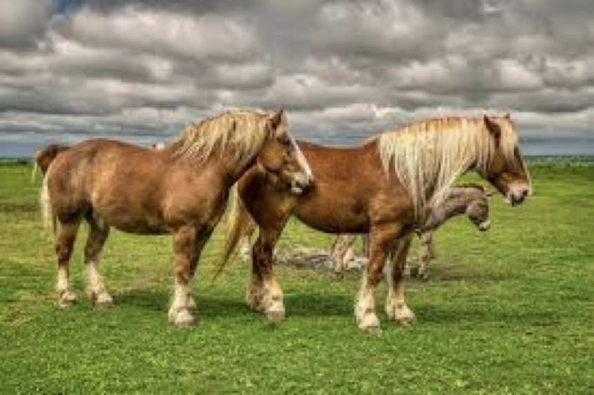 <p>Which horse breed is this?</p>