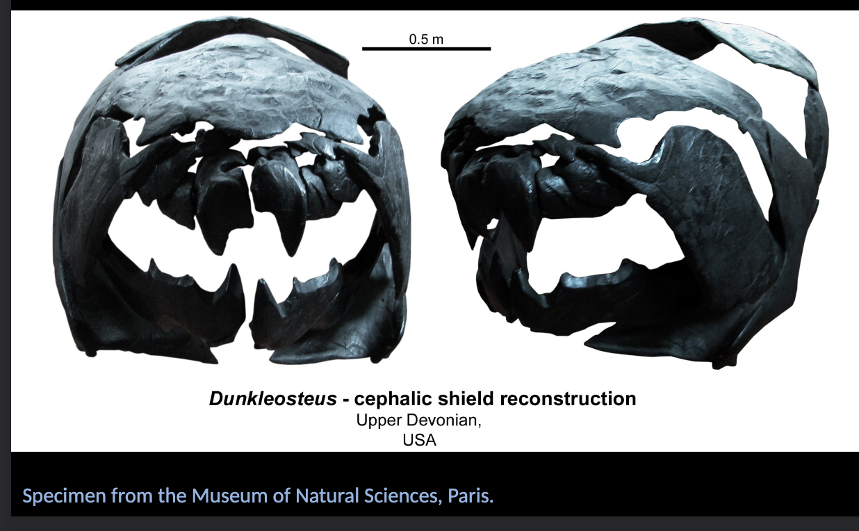 <p>DUNKLEOSTEUS - apex predator of the Athrodires </p>