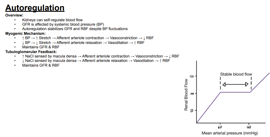 <p>Answer: The myogenic mechanism and tubuloglomerular feedback.</p><p>Extra Information:</p><ul><li><p>Both mechanisms help maintain glomerular filtration rate and renal blood flow.</p></li></ul><p></p>