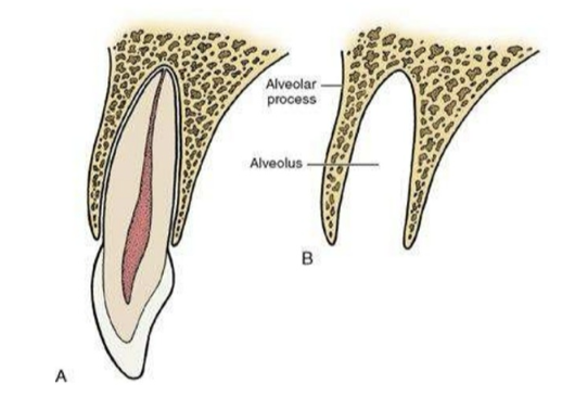 <p>alveolus is located in the alveolus process</p><p>the alveolus is referring to the socket/cavity itself while the process refers to the bone making this socket</p>