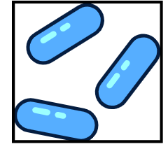 <p>Bacillus</p>