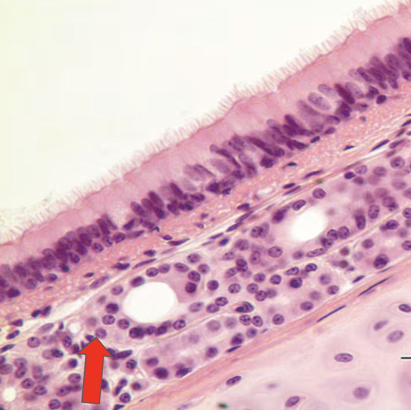 <p>Identify the highlighted structure</p>