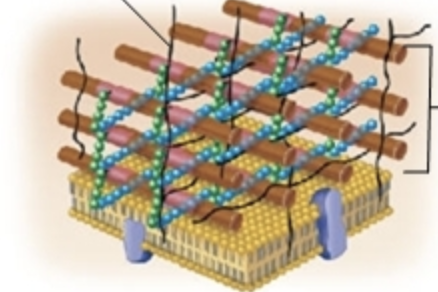 <p>what type of bacteria does this wall belong to and what are the aroows pointing to?</p>