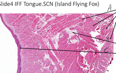 <p>What kind of epithelium is indicated by the arrow labeled 'C' in this slide of tongue?</p>