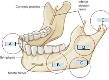 <p>Which structure is labeled E?</p>