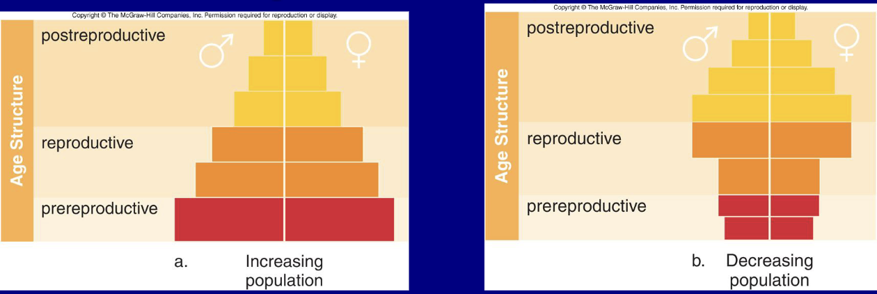 <ul><li><p>Distribution of individuals of various ages within a population</p></li></ul><p></p>