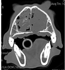<p>Is this normal or abnormal?</p>