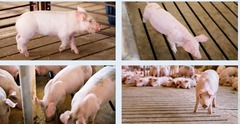 <p>Which stage would you put these pigs at for individual care: A, B or C</p>