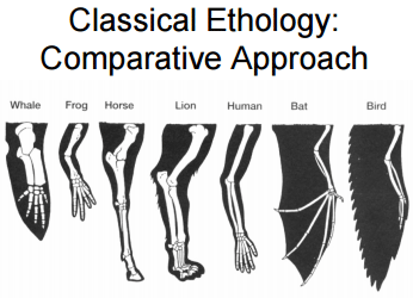 <p>a study of biological processes by comparing different species.</p>