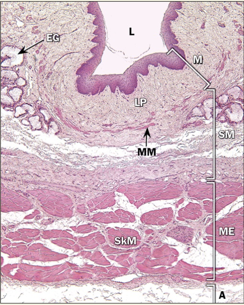 <p>histology of esophagus</p>