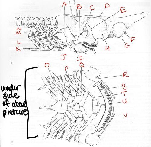 <p>N</p>