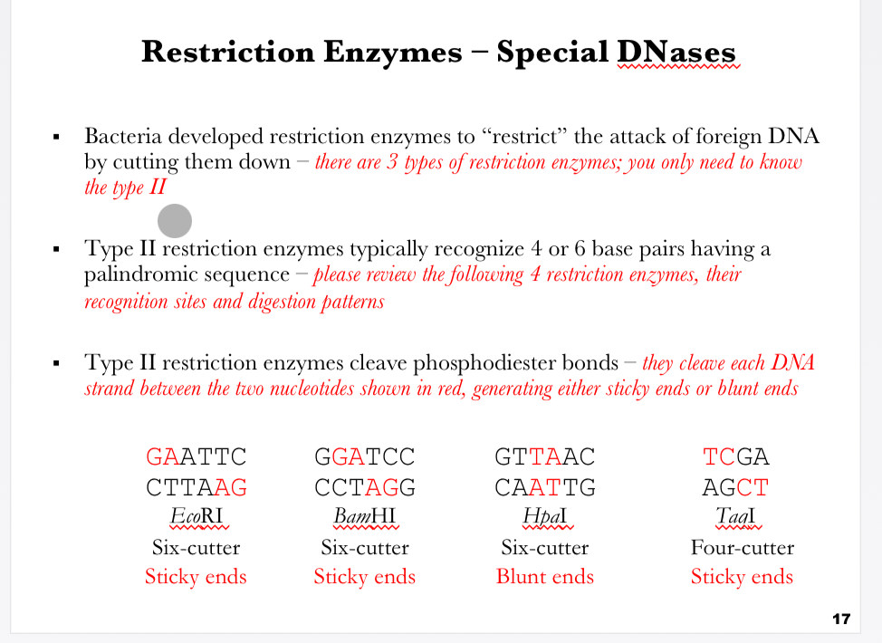 <p><span>This slide introduces <strong>restriction enzymes (restriction endonucleases)</strong>, which are specialized DNases that bacteria use as a defense mechanism against invading foreign DNA (e.g., bacteriophages).</span></p><p></p><p><span><strong>Key Concepts</strong></span></p><p><span><strong>Function of Restriction Enzymes:</strong></span></p><p><span>Bacteria developed these enzymes to <strong>“restrict” foreign DNA</strong> by cutting it into fragments.</span></p><p><span>Restriction enzymes recognize <strong>specific DNA sequences</strong> and cleave at or near these sites.</span></p><p></p><p><span><strong>Types of Restriction Enzymes:</strong></span></p><p><span>There are <strong>3 types</strong> of restriction enzymes, but this course focuses on <strong>Type II</strong>.</span></p><p></p><p><span><strong>Type II restriction enzymes</strong>:</span></p><p><span>Recognize specific short palindromic DNA sequences (often 4–6 base pairs).</span></p><p><span>Cut at defined positions within or near these recognition sites.</span></p><p></p><p><span><strong>Cleavage Patterns:</strong></span></p><p><span>Type II enzymes cut the <strong>phosphodiester bonds</strong> of DNA, producing either:</span></p><p><span><strong>Sticky ends</strong> (overhanging single-stranded DNA ends).</span></p><p><span><strong>Blunt ends</strong> (no overhangs, straight cuts).</span></p><p></p><p><span><strong>Examples of Restriction Enzymes:</strong></span></p><p><span><strong>EcoRI</strong></span></p><p><span>Recognition site: <strong>GAATTC</strong></span></p><p><span>Produces sticky ends</span></p><p><span>Six-cutter enzyme</span></p><p><span><strong>BamHI</strong></span></p><p><span>Recognition site: <strong>GGATCC</strong></span></p><p><span>Produces sticky ends</span></p><p><span>Six-cutter enzyme</span></p><p><span><strong>HpaI</strong></span></p><p><span>Recognition site: <strong>GTTAAC</strong></span></p><p><span>Produces blunt ends</span></p><p><span>Six-cutter enzyme</span></p><p><span><strong>TaqI</strong></span></p><p><span>Recognition site: <strong>TCGA</strong></span></p><p><span>Produces sticky ends</span></p><p><span>Four-cutter enzyme</span></p><p></p><p><span><strong>Visuals</strong></span></p><p><span>Illustrates palindromic recognition sequences for EcoRI, BamHI, HpaI, and TaqI.</span></p><p><span>Highlights cleavage positions (in red) showing how sticky or blunt ends are generated.</span></p><p></p><p><span><strong>Key Takeaway:</strong></span></p><p><span>Type II restriction enzymes are powerful molecular biology tools because they cut DNA at precise palindromic sequences, enabling cloning, mapping, and recombinant DNA technology.</span></p>