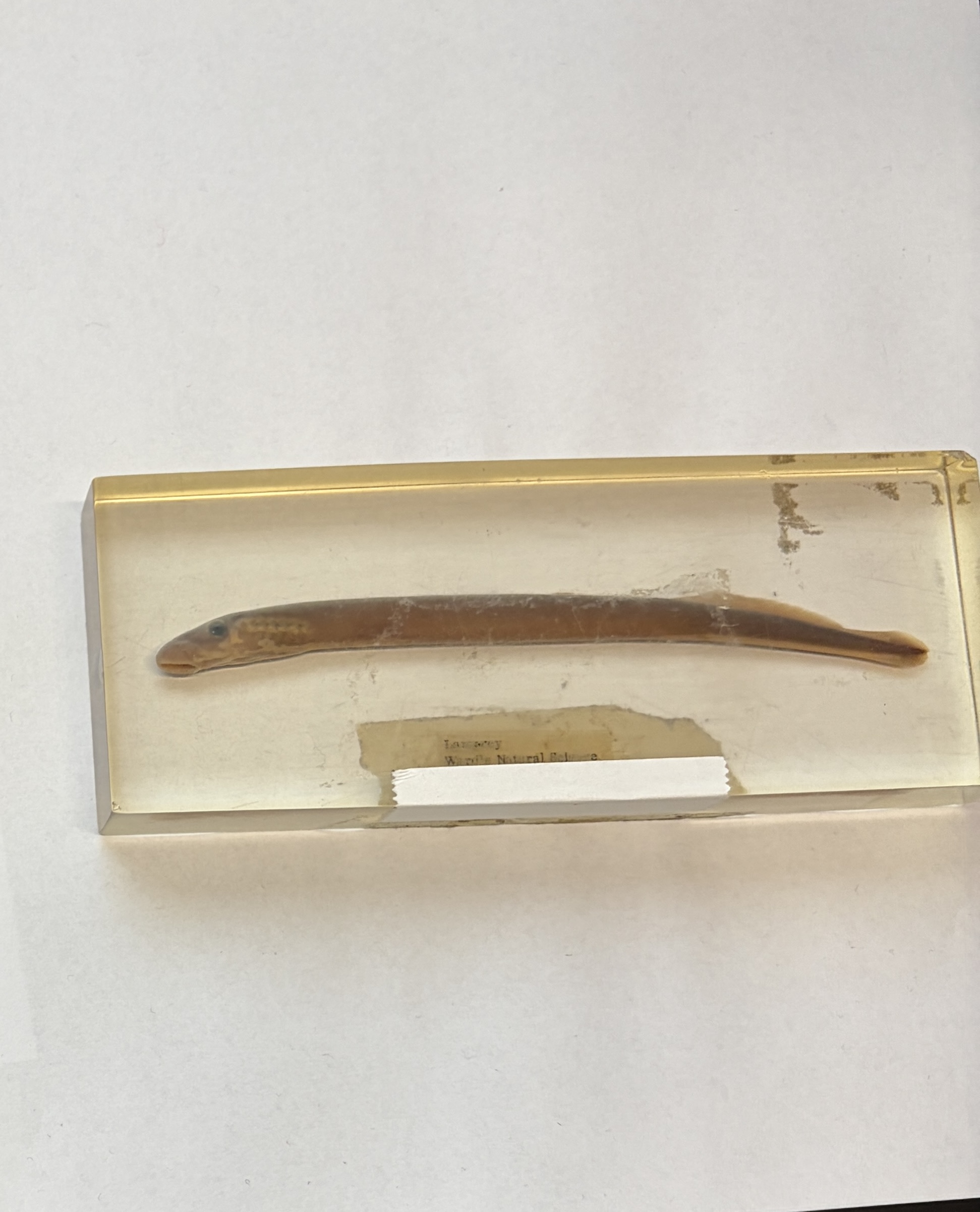 <img src="https://assets.knowt.com/user-attachments/acd6e74a-eb0c-4dd3-a306-bda70ff351ff.jpg" data-width="100%" data-align="center"><p></p>