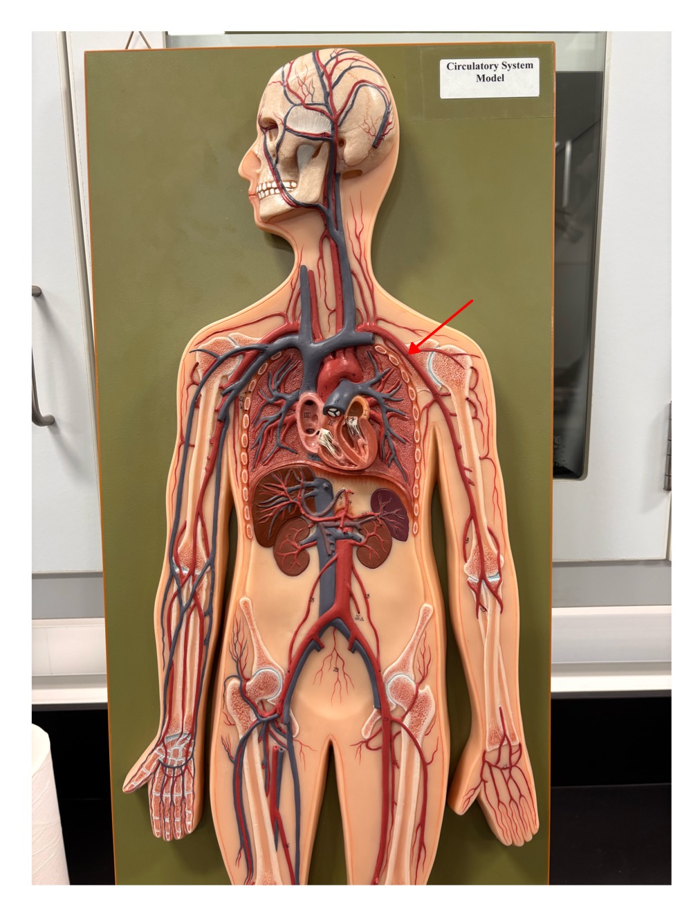 <p>name the blood vessel</p>