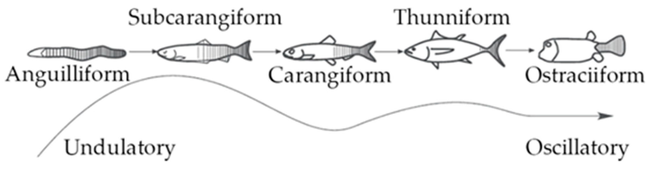 <p>Carangiform swimming</p>
