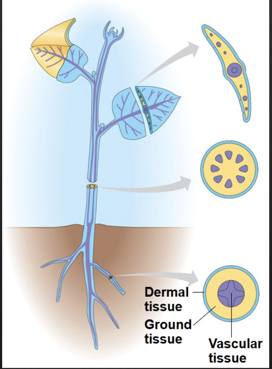 <ol><li><p>Dermal </p></li><li><p>Vascular</p></li><li><p>Ground</p></li></ol><p></p>