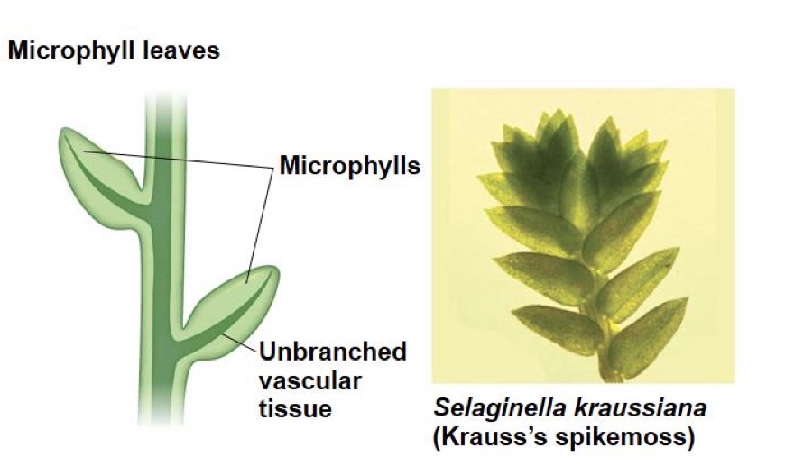 <p>Small leaves with single vein found in Lycophytes (club mosses)</p>