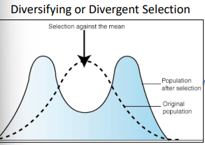 <p> A type of natural selection where extreme trait values are favored over intermediate ones, increasing phenotypic variance and splitting a population into two distinct groups. Promotes diversity by selecting against the average, often leading to <strong>divergent evolution</strong> and potentially new species. </p>