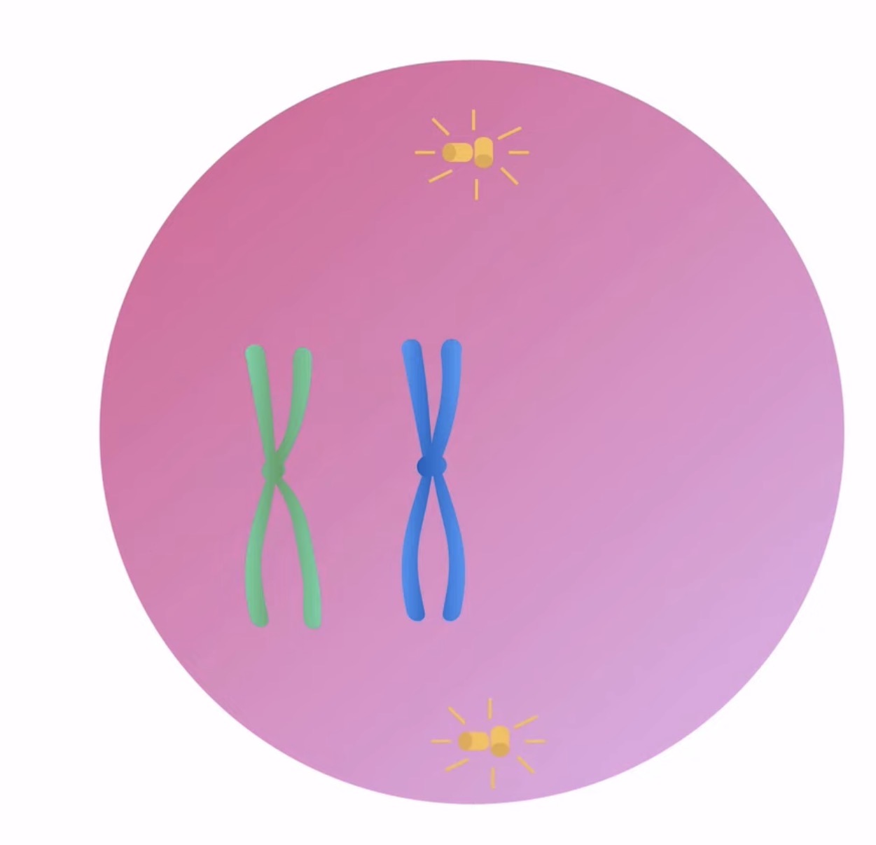 <p>What happens during prophase 1? (Meiosis)</p>