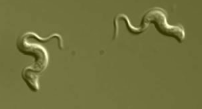<p>Parabasalids have reduced mitochondria called __________ → produce H adn ATP anaerobically. <strong><em><u>Genus species</u></em></strong>- common STI that infects urinary&amp; reproductive tracts</p>