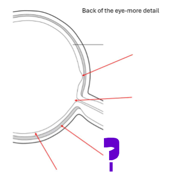 <p>What is this part of the back of the eye?</p>