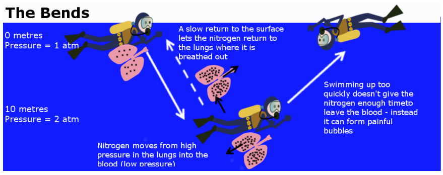 <p>Results from the formation of bubbles in the tissues or circulation as a result of inadequate elimination of inert gas after a dive </p>