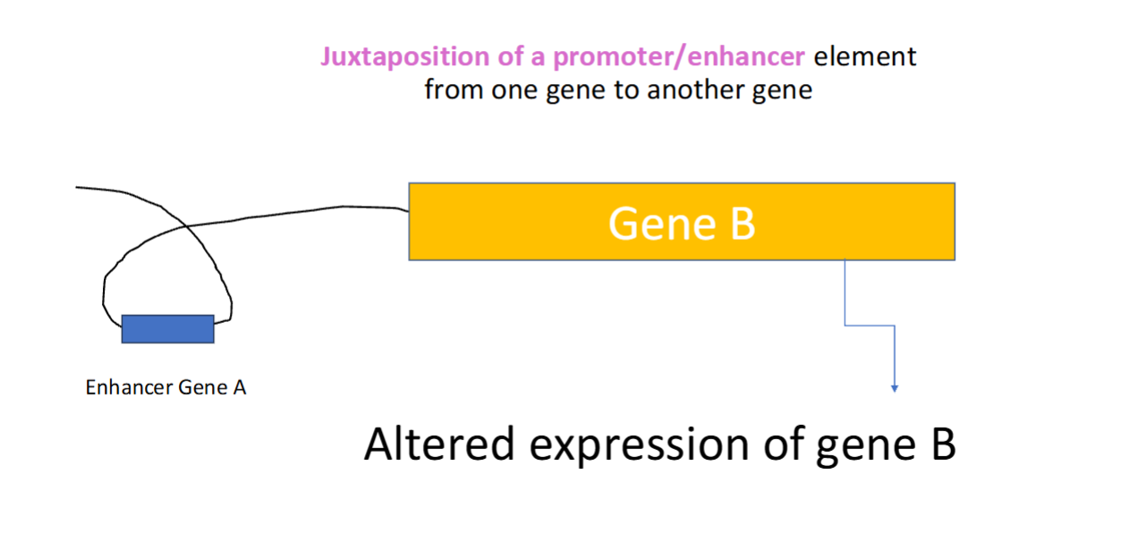 <p>Proto-oncogene activation in B-cell Lymphomas</p><p></p><p><strong><em><u>IgH </u></em></strong>heavy chain locus is on chr 14q32. <strong><em><u>IgH has VERY STRONG ENHANCERS + PROMOTERS</u></em></strong> that norm drive antibody gene expression in a B-cell</p><p></p><p>In B-cell malignancies, <em><u>chromosomal translocations</u></em><strong> </strong>bring PROTO-ONCOGENES under <strong><em><u>Igh control</u></em></strong></p><ul><li><p>This “enhancer high jacking” leads to <strong><em><u>ONCOGENE OVEREXPRESSION + lymphoma development</u></em></strong></p></li></ul><p></p>