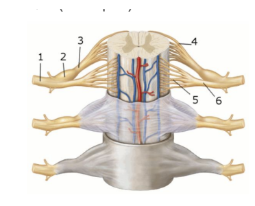 <p><span style="background-color: transparent; font-family: "Times New Roman", serif;"><strong>This figure shows an anterior view of the spinal cord and meninges. What structure does number 1 indicate? </strong></span></p><p><span style="background-color: transparent; font-family: "Times New Roman", serif;">Dorsal root </span></p><p><span style="background-color: transparent; font-family: "Times New Roman", serif;">Dorsal rootlets </span></p><p><span style="background-color: transparent; font-family: "Times New Roman", serif;">Spinal nerve </span></p><p><span style="background-color: transparent; font-family: "Times New Roman", serif;">Ventral root </span></p><p><span style="background-color: transparent; font-family: "Times New Roman", serif;">Ventral rootlets <br></span></p>