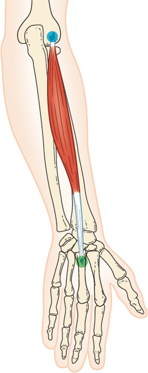 <p>O: lateral epicondyle of humerus</p><p>I: base of 3rd metacarpal</p><p>A: wrist extension</p><p>N: radial nerve</p>