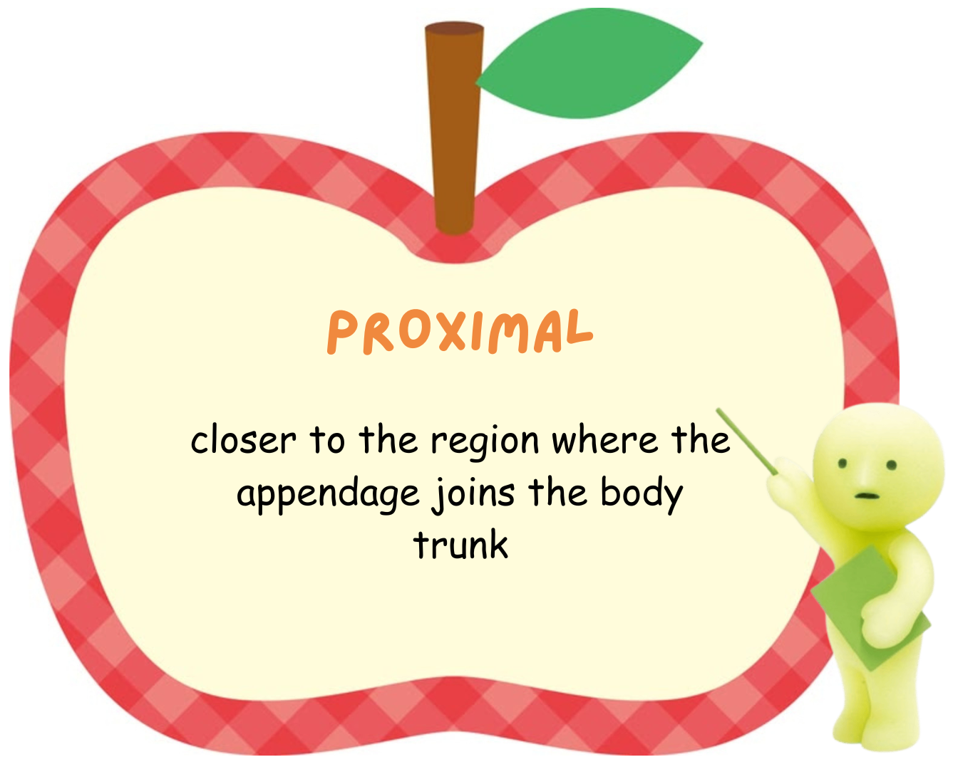 <p>proximal</p>