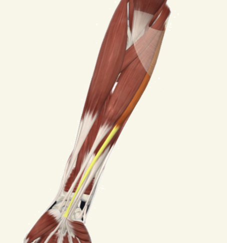 <p>palmaris longus Actions</p>