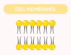 <p>Lipids</p>