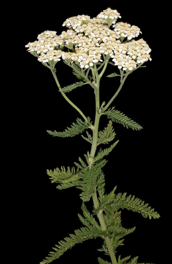 <p>Achillea millefolium height</p>