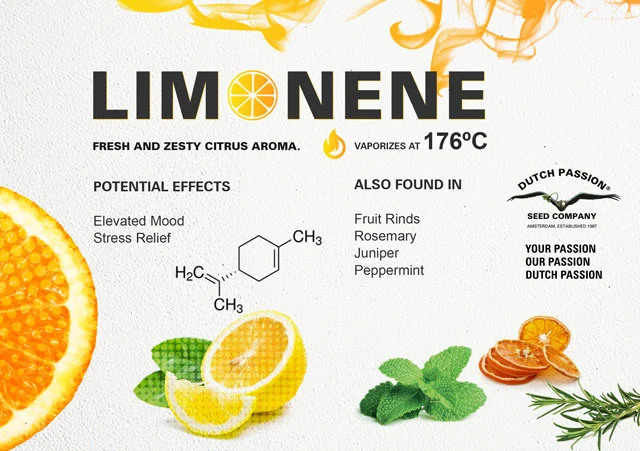 <p>Limonene (terpene)</p>