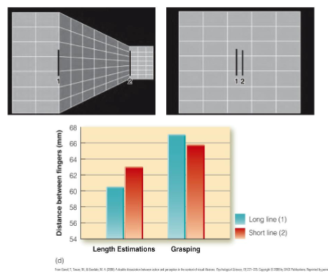 <ul><li><p>Just judging (ventral) doesn’t affect grasping and grabbing the lines (dorsal)</p><ul><li><p>dorsal wants us to not think too hard on a motor task</p></li></ul></li></ul><p></p>
