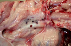 <p>along the great vessels (aorta), mesenteric regions, perineal fat, subcutaneous tissue</p><p>they are distinguished from lymph nodes by their dark brown color</p>