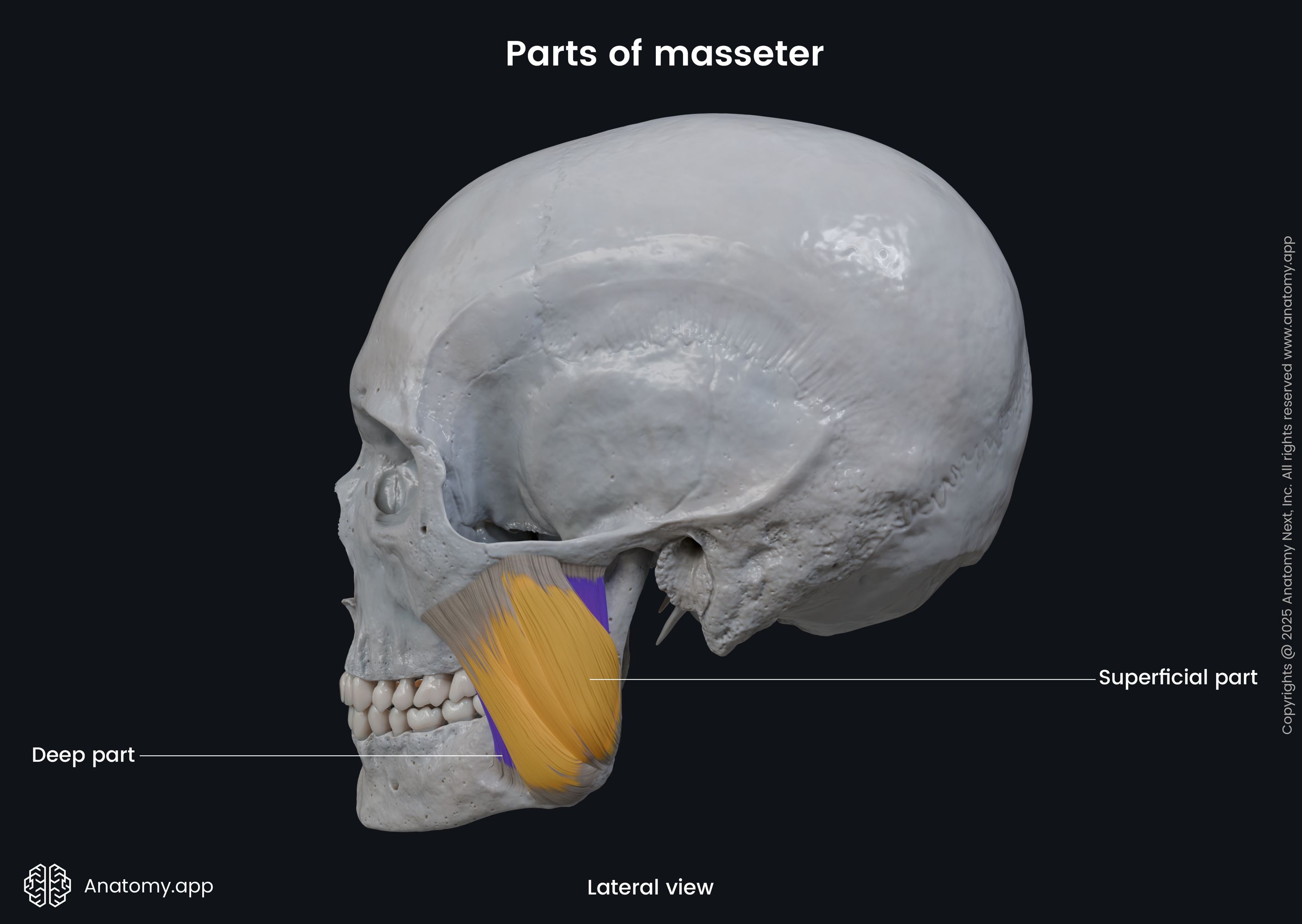 <p>Masseter</p>