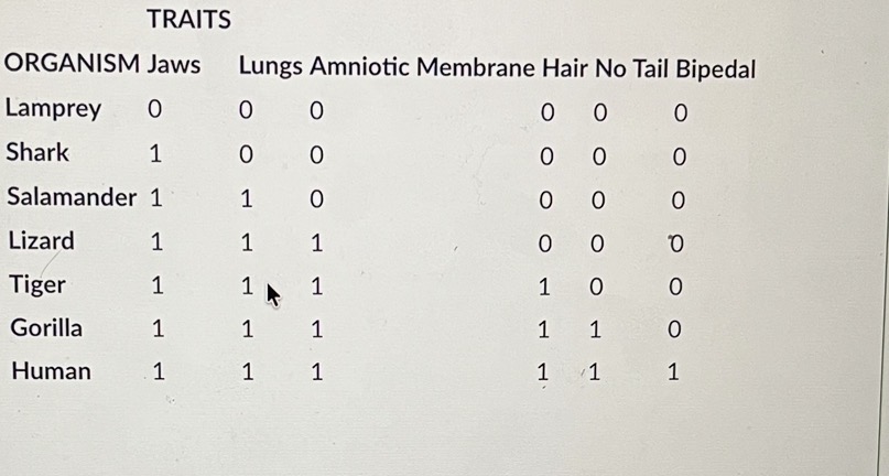<p><span>Choose the true statement about the morphological data in the chart shown below. The "1" in the box means the trait is present and the "O" indicates that the trait is absent.(Note: All of the characteristics across the top of the columns are considered "TRAITS" for purposes of reading the chart.).</span></p>