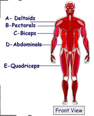 <p>major muscle groups; <strong>front view </strong></p>