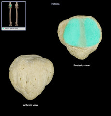 <p>Smooth & oval shaped, Articulates with femur</p>