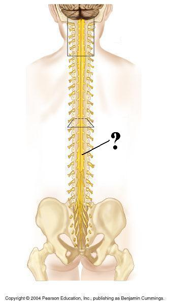 <p>Identify the indicated structure</p>