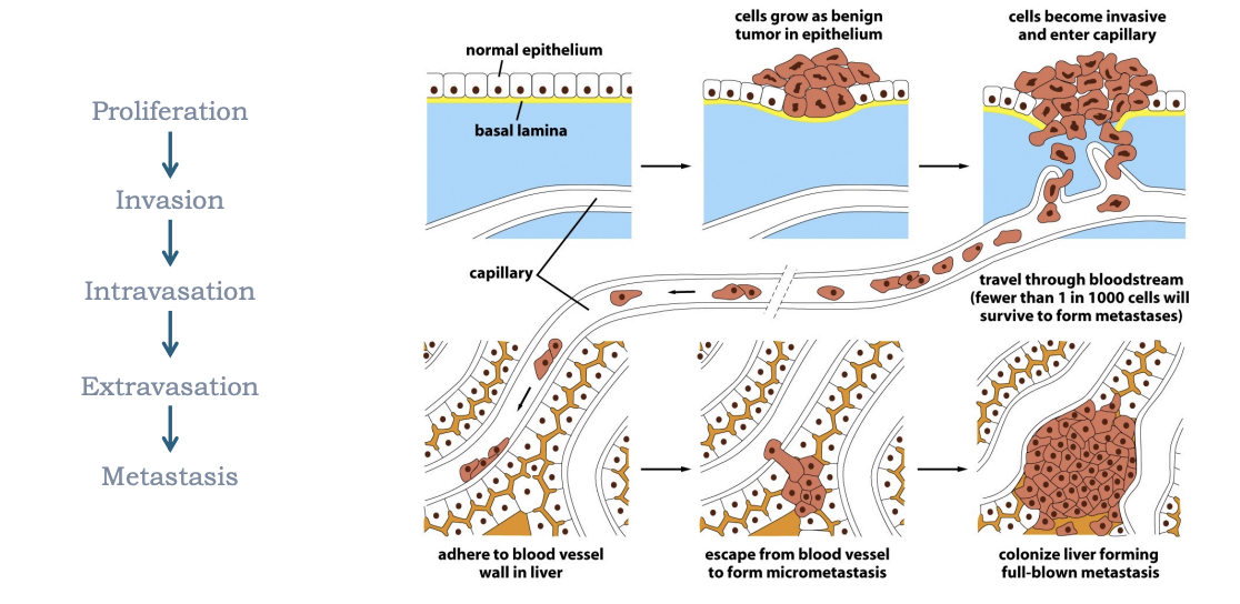 <p>epithelial-mesenchymal transition </p>