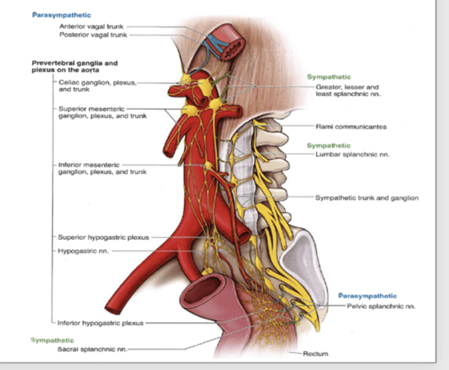<p>where is the location of the inferior mesenteric ganglia and plexus?</p>