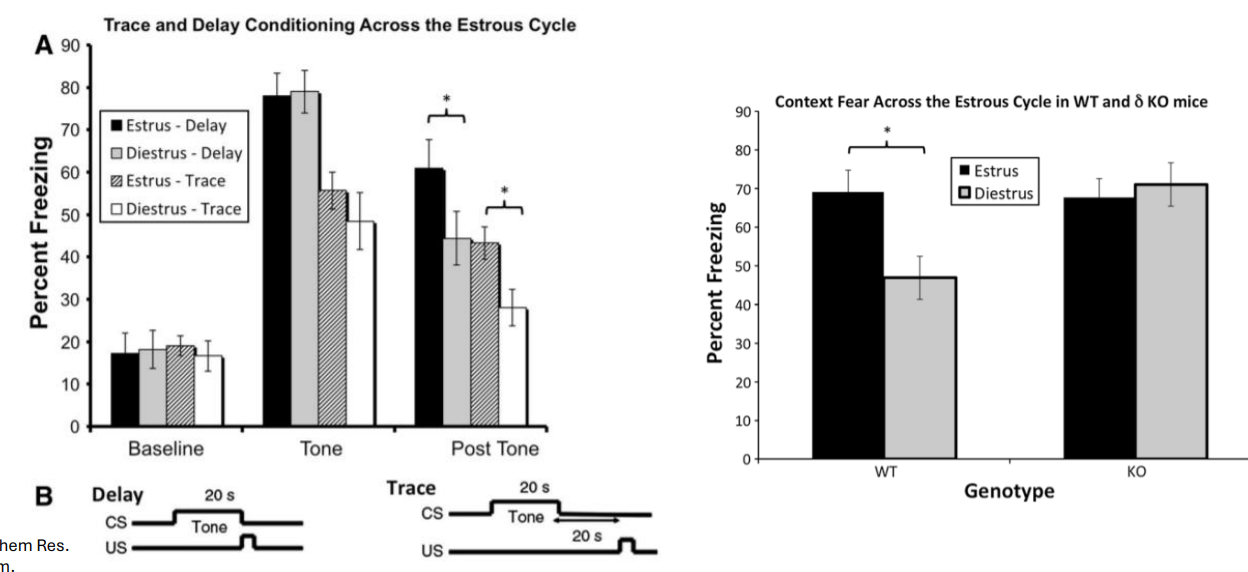 <ul><li><p>Peak in steroid levels during <strong>diestrus </strong>in females linked to impairments in memory; changes absent in δKO</p></li></ul><div data-type="horizontalRule"><hr></div><ul><li><p>they do worse at fear conditioning likely due to hormonal variations, having consequences for activity + receptors</p></li><li><p>WT mostly impaired → KO won’t (deleting receptors → less significant effect)</p></li><li><p>also receptors important in postpartum, puberty, etc.</p></li><li><p>review</p></li></ul><p></p>