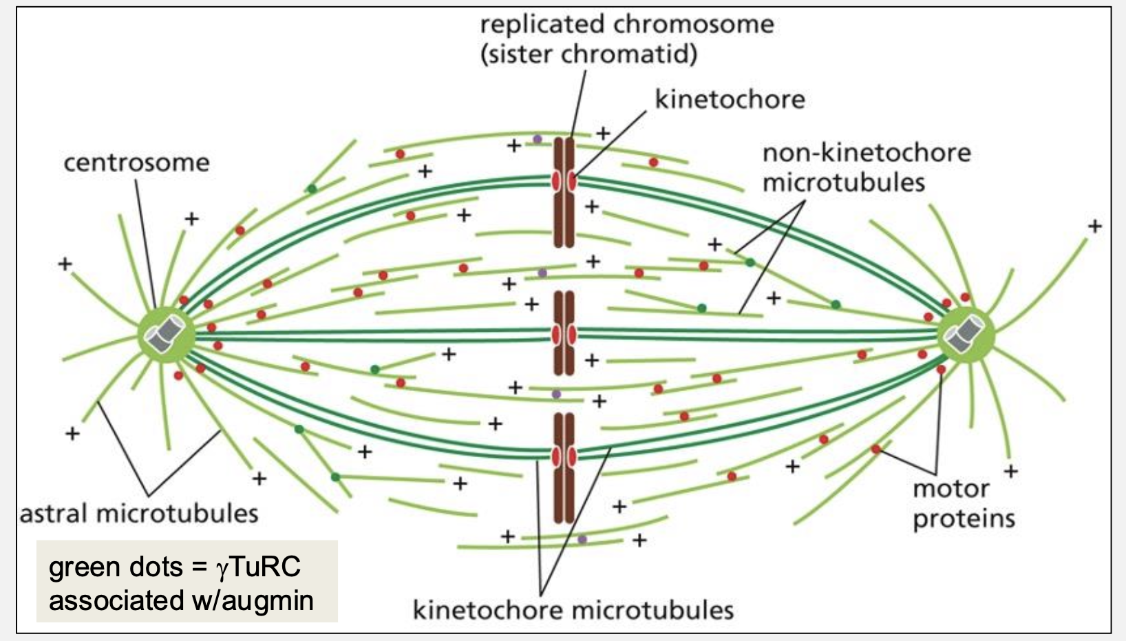 <p>Name and describe the three classes of spindle microtubules.</p>