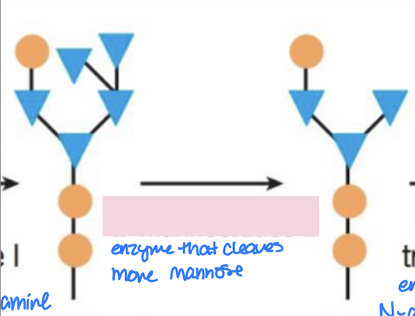 <ul><li><p>Located in medial-Golgi</p></li><li><p>Function: Removes additional mannose residues</p></li></ul><p></p>