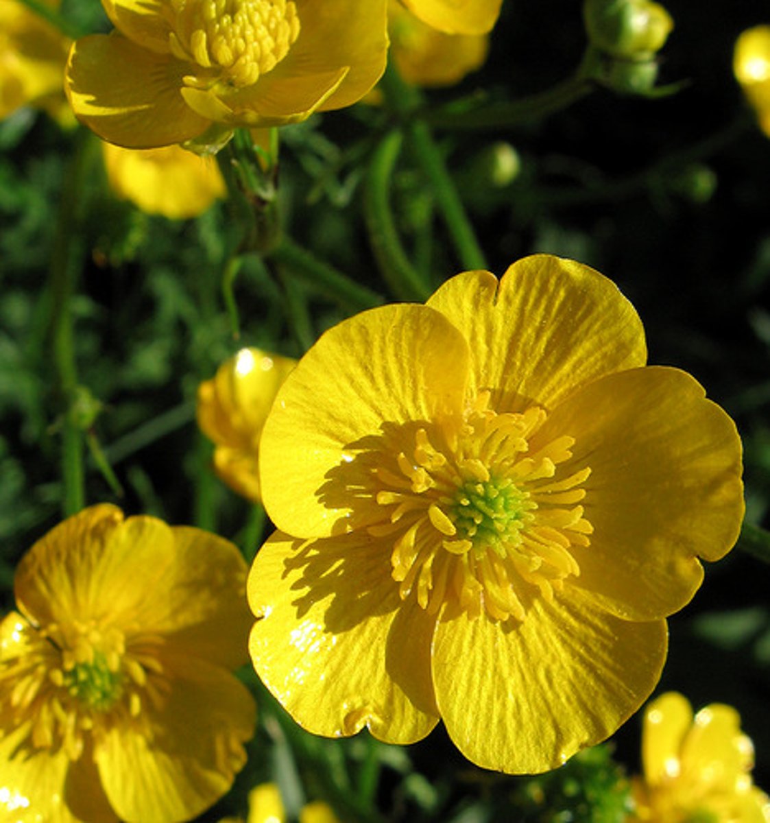 <p>un bouton d'or</p>