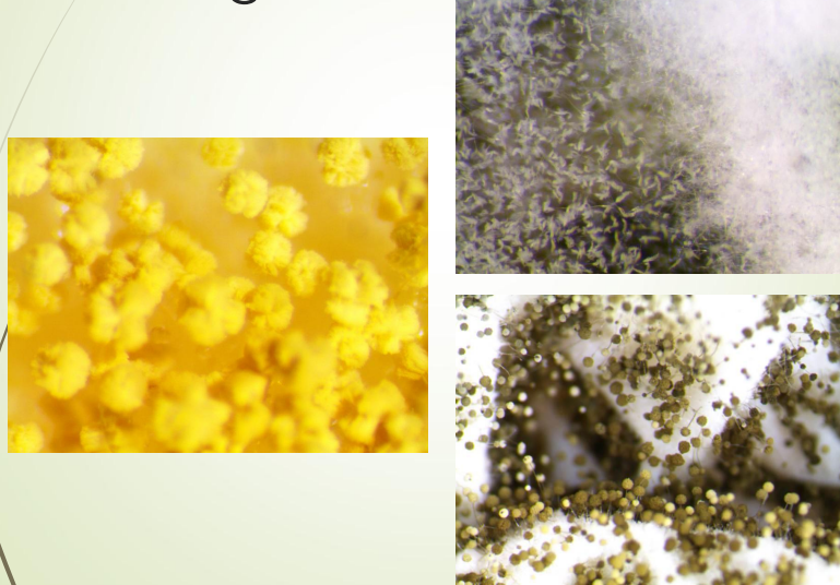 <p>These are _______ and can cause type _____ allergies.</p>